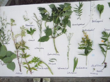 Kr&auml;uterblatt-Erkl&auml;rung Herbarium