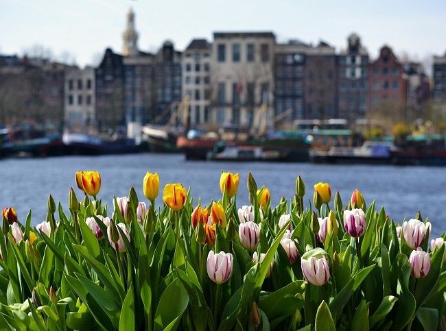 Amsterdam, Tulpen im Vordergrund vor typischer H&auml;userkulisse
