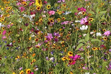 bunte Blumenwiese