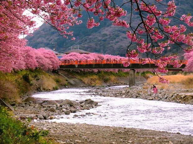 Rosa Kirschbl&uuml;tenbaum in Izu, Shizuoka, Japan