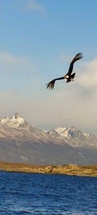 Vogel fliegt &uuml;ber das Meer, Berg im Hintergrund