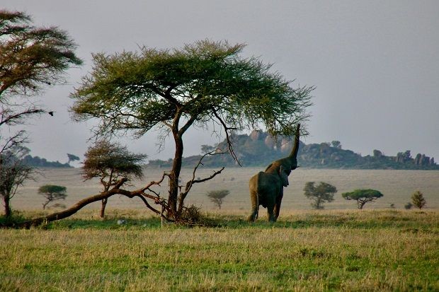Elefant in Tanzania, Afrika