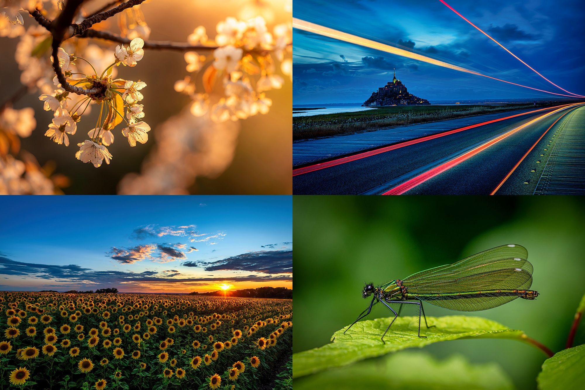 4 Bilder im Quadrat, Bl&uuml;ten, Stra&szlig;e, Libelle, Sonnenblumen