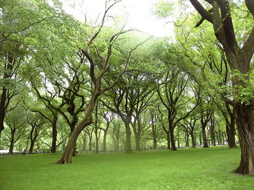 Park mit B&auml;umen
