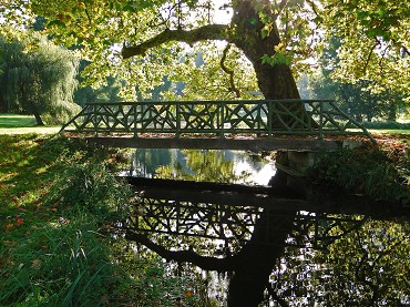 Baum im Park der sich im Wasser spiegelt