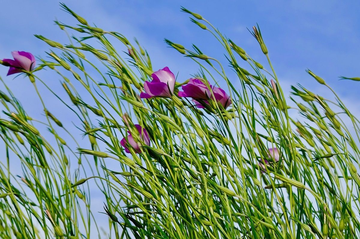 Blumen wehend vom Wiind