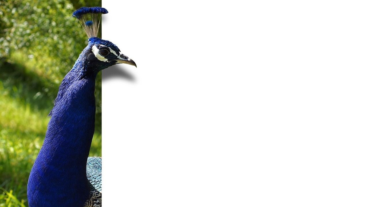 Pfau schaut aus dem Bild