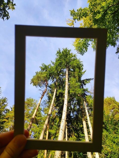 Ein Bilderrahmen, welcher einen Ausschnitt aus einem Wald festh&auml;lt.