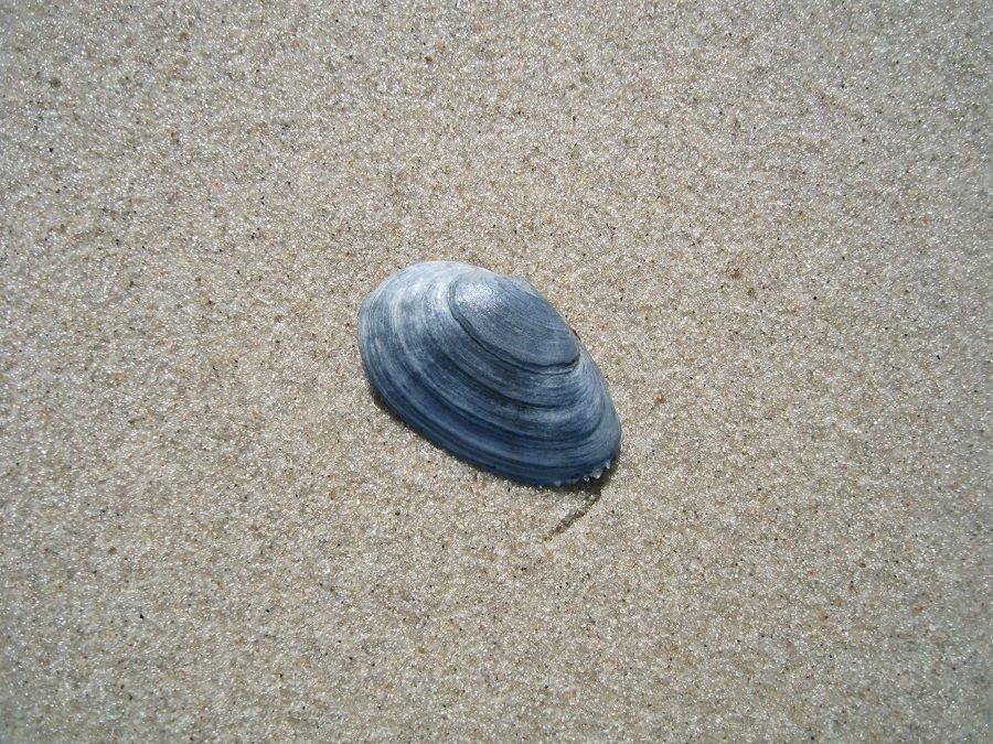 Muschel auf dem Sand