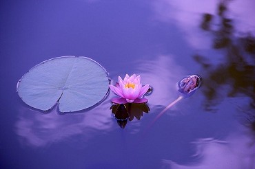 Seeblume