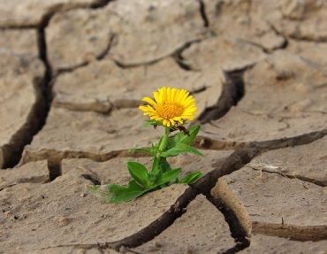 Gelbe Blume auf Asphalt