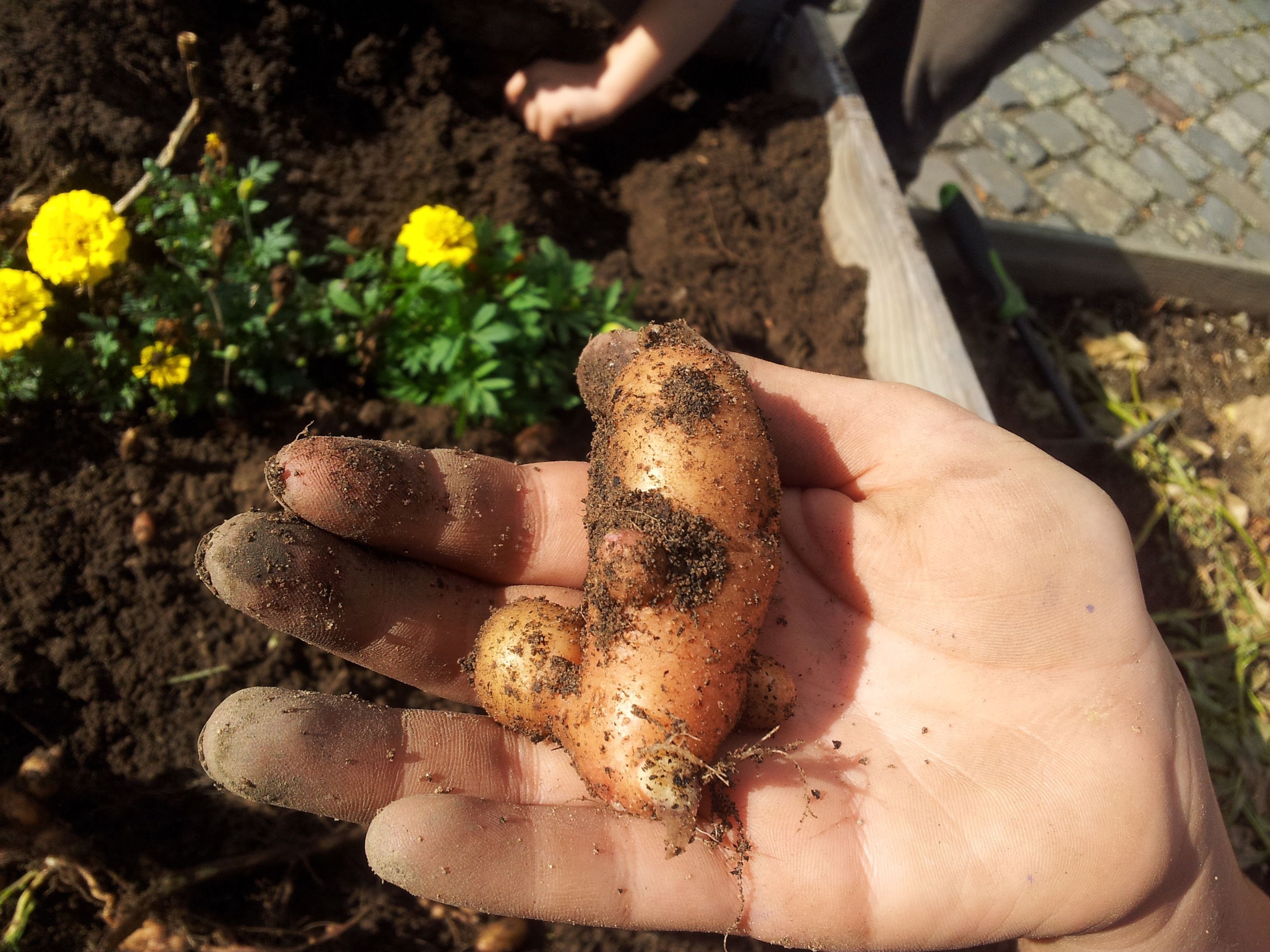 Hand mit Kartoffelknolle, im Hintergrund befindet sich das Hochbeet, aus dem die Knolle ausgegraben wurde