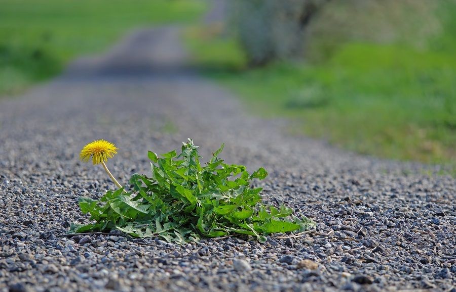 eine L&ouml;wenzahnpflanze auf einem Kiesweg
