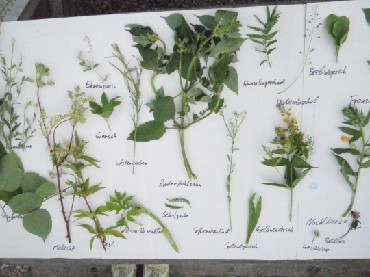 Kräuterblatt-Erklärung Herbarium