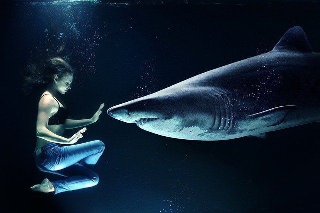 Mädchen schwimmt mit einem Hai unter Wasser