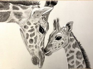 Bleistiftzeichnung Giraffen
